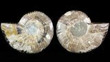 Sliced Fossil Ammonite Pair - Crystal Chambers #46502-1